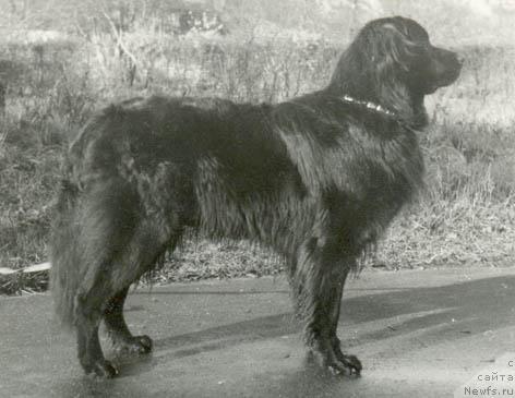 Фото: ньюфаундленд Ivning Heppi (Ивнинг Хеппи)