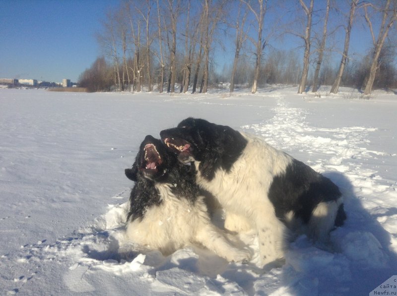 Фото: ньюфаундленд Akvian Song Kroun Royal (Аквиан Сонг Кроун Роял)