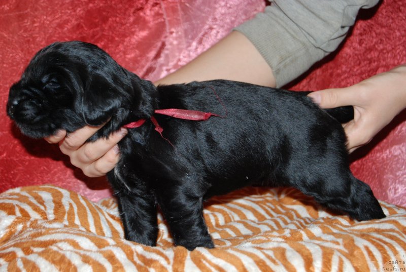 Фото: ньюфаундленд Face of an Angel Giant's Island