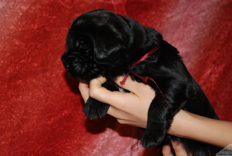 Фотография № 145002