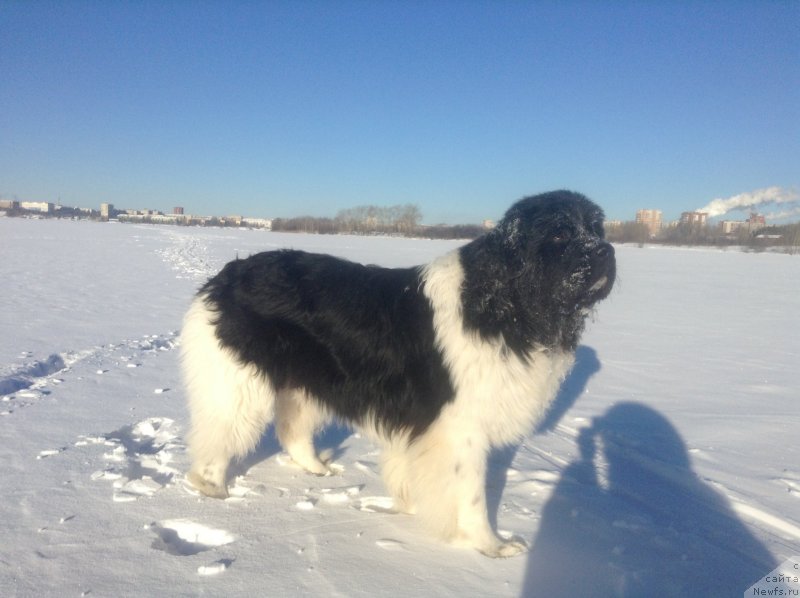 Фото: ньюфаундленд Akvian Song Kroun Royal (Аквиан Сонг Кроун Роял)