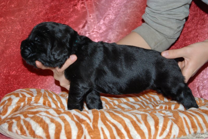 Фото: ньюфаундленд Face of an Angel Giant's Island