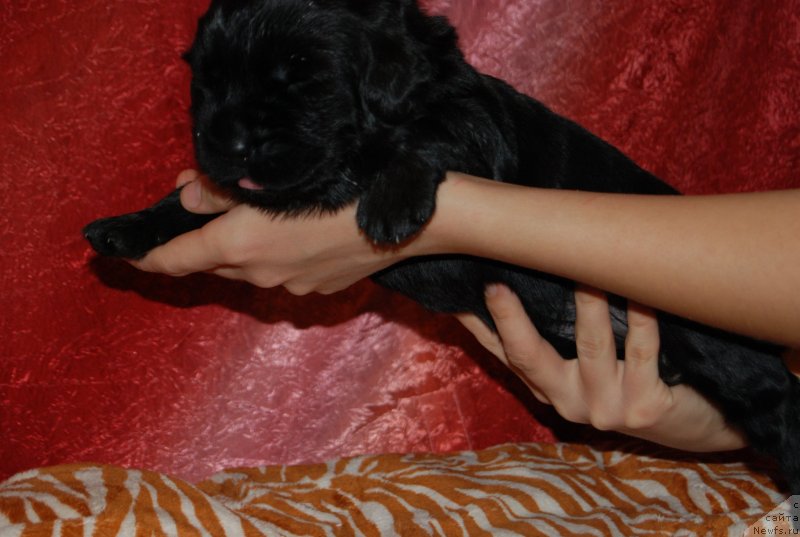 Фото: ньюфаундленд Face of an Angel Giant's Island