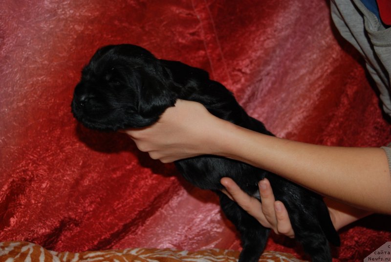 Фотография № 145014