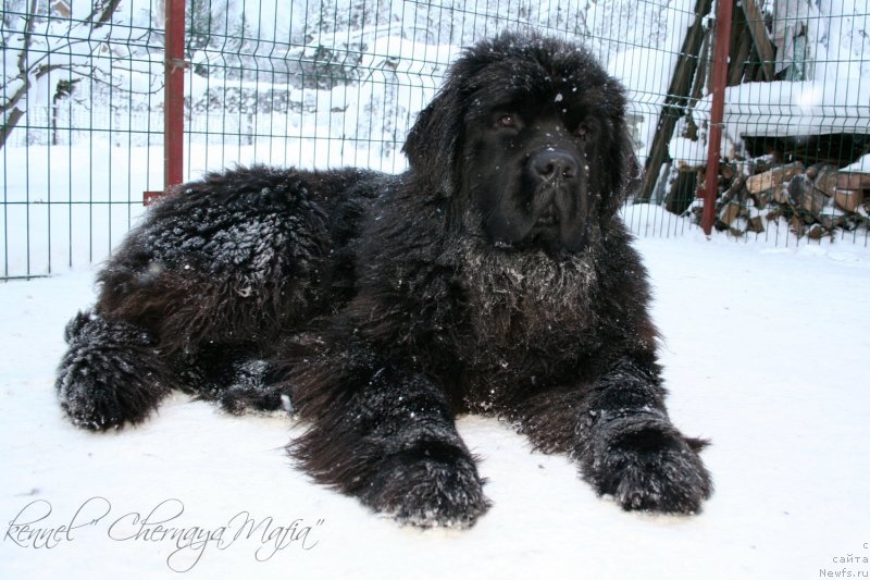 Фотография № 145034