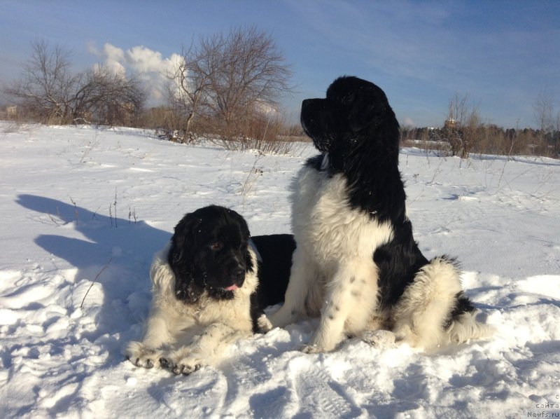 Фото: ньюфаундленд Akvian Song Kroun Royal (Аквиан Сонг Кроун Роял)