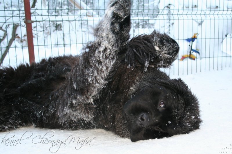 Фото: ньюфаундленд Chernaya Mafia Must Have (Черная Мафия Муст Хаве)