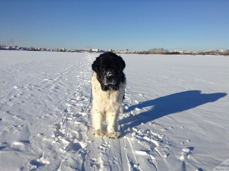 Фото: ньюфаундленд Otrada CHudnaya Moya iz Tihogo Omuta (Отрада Чудная Моя из Тихого Омута)