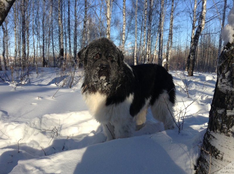 Фотография № 145056