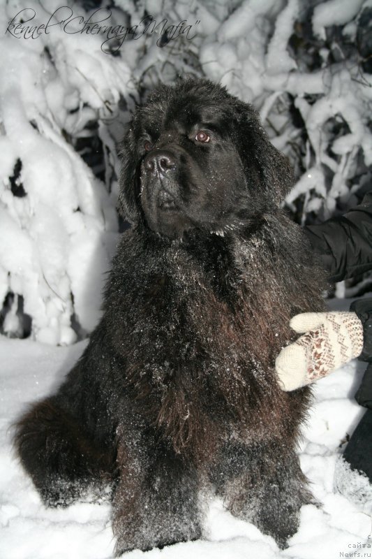 Фото: ньюфаундленд Chernaya Mafia Must Have (Черная Мафия Муст Хаве)