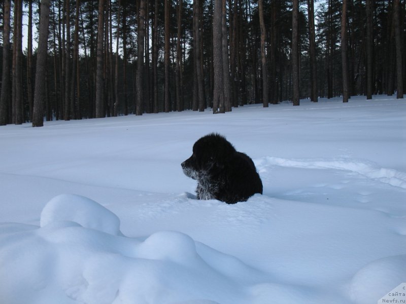 Фото: ньюфаундленд Zvezdnaya Pleyada Indus (Звездная Плеяда Индус)