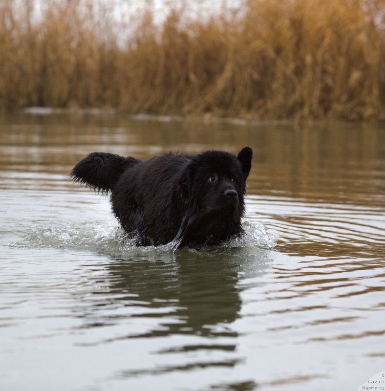 Фотография № 145064