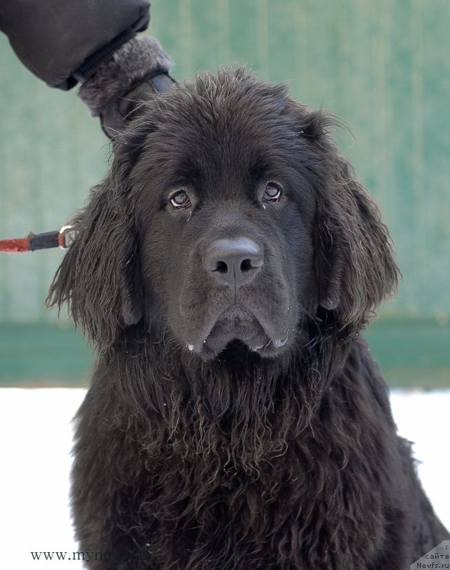 Фотография № 145070