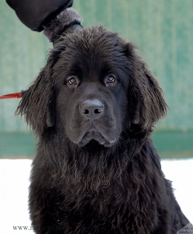 Фотография № 145071