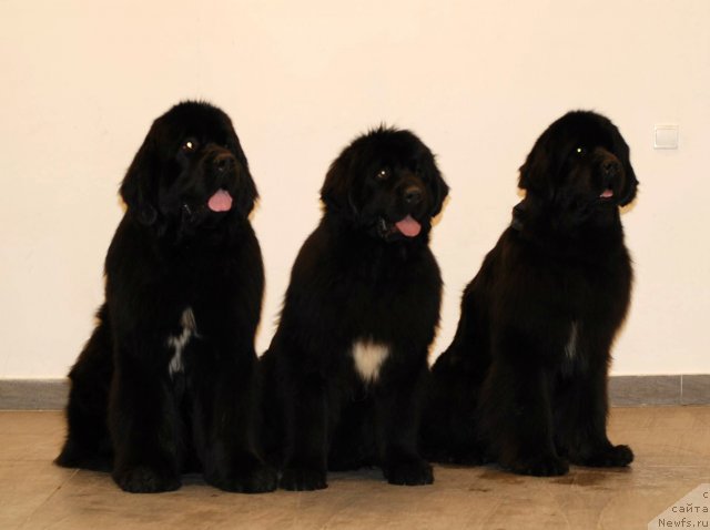 Фото: ньюфаундленд Piternyuf Monte Kristo (Питерньюф Монте Кристо), ньюфаундленд Fluffy Avalanch Yabba-Dabba-Doo (Флюфи Аваланч Ябба-Дабба-Доо), ньюфаундленд Piternyuf Mont Blanc (Питерньюф Монт Бланк)