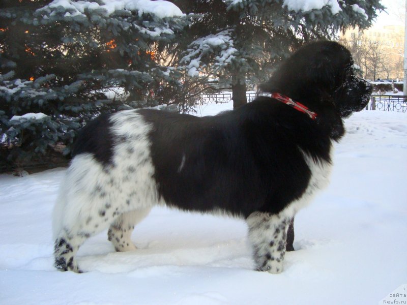 Фото: Nina Tyurikova (Нина Тюрикова)