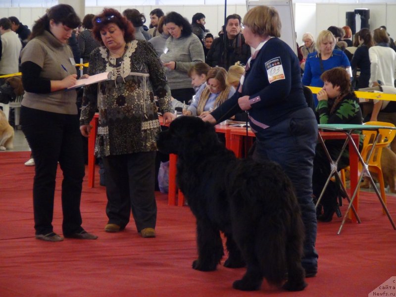 Фото: ньюфаундленд Akin Soul Sofiya (Акин Соул София), Tat'yana Prusova (Татьяна Прусова)