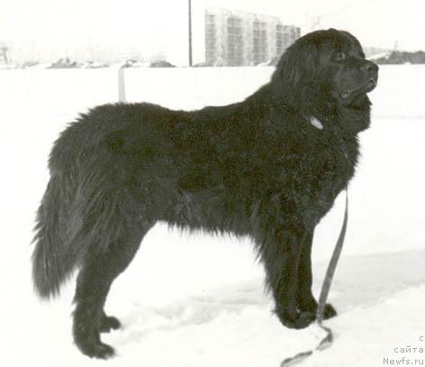 Фото: ньюфаундленд Norman (Норман)