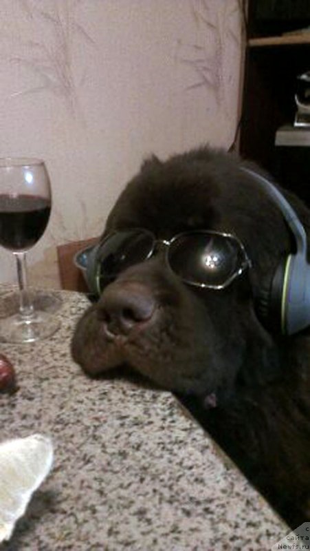 Фото: ньюфаундленд Charmer Denkam Bronze (Чармер Денкам Бронз)