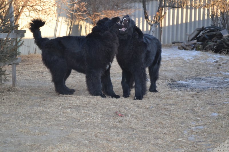 Фото: ньюфаундленд Talisman Morya Mishel' (Талисман Моря Мишель), ньюфаундленд Talisman Morya Magiya Voln (Талисман Моря Магия Волн)