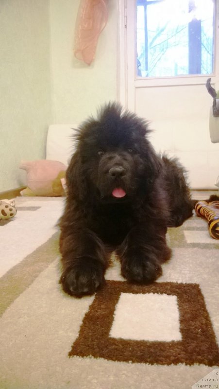 Фото: ньюфаундленд YEverest iz Antagrada (Эверест из Антаграда)