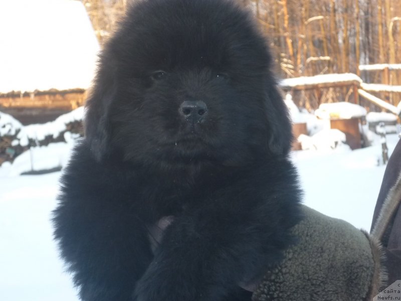 Фото: ньюфаундленд N'yu-Pom-SHir Aragon Riddari (Нью-Пом-Шир Арагон Риддари)