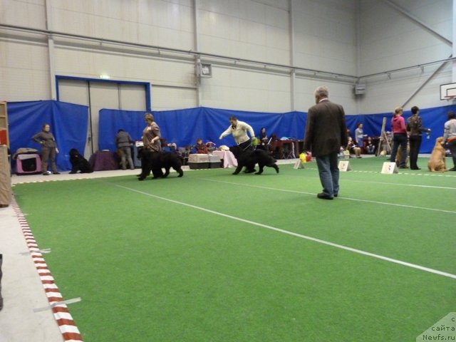 Фото: ньюфаундленд Funnewf Jemapel Madam Nuar (Фанньюф Жемапель Мадам Нуар), ньюфаундленд Sent Djons Ziva for Sakala (Сент Джонс Зива фор Сакала)