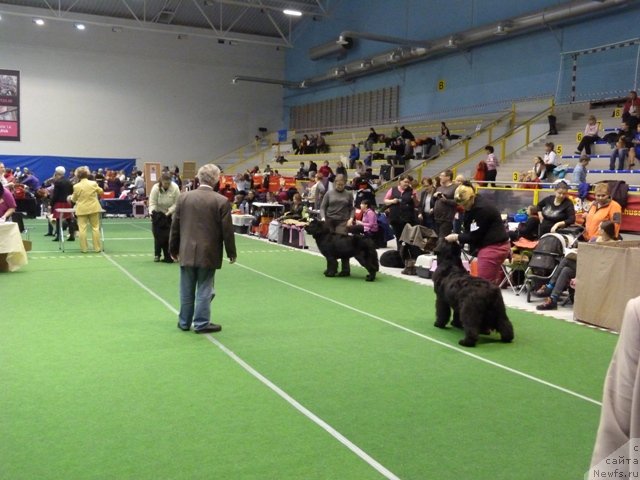 Фото: ньюфаундленд Sent Djons Ziva for Sakala (Сент Джонс Зива фор Сакала), ньюфаундленд Haumean Simasuu, ньюфаундленд Goldbears Whishestonmiron