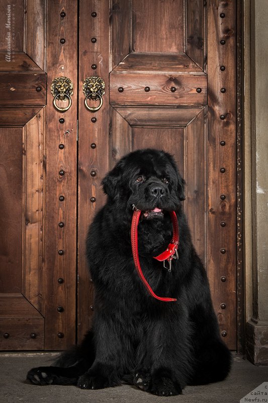 Фото: ньюфаундленд Pchiolkin Dom Veniamin (Пчёлкин Дом Вениамин)