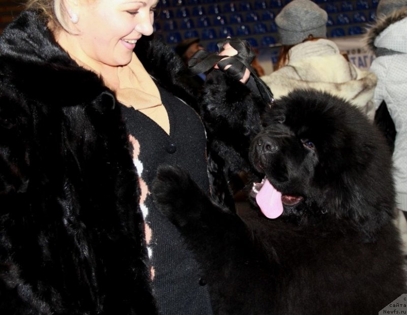 Фото: ньюфаундленд Venturous Scheme Dinastiya Soverchenstva, Vika Juravlyova (Вика Журавлёва)