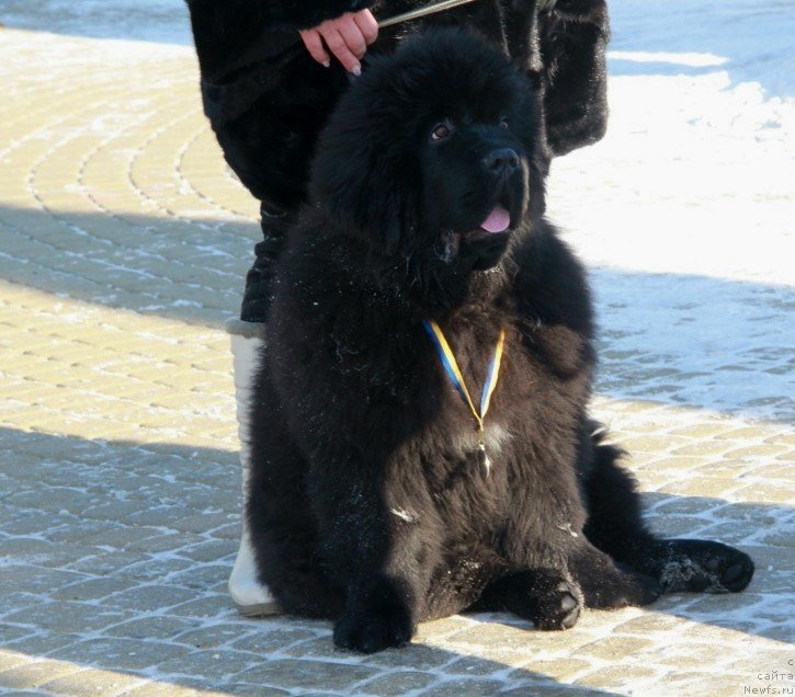 Фотография № 145165