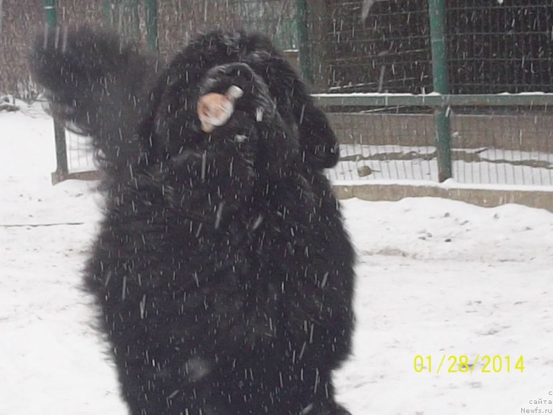 Фото: ньюфаундленд Super Premium Mikado (Супер Премиум Микадо)