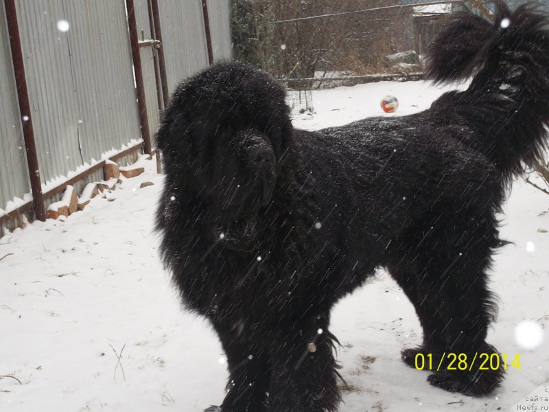 Фото: ньюфаундленд Super Premium Mikado (Супер Премиум Микадо)