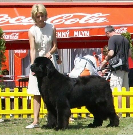 Фото: ньюфаундленд King of Helluland Choose Me (King of Helluland Choose Me)