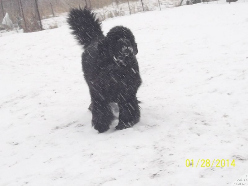 Фото: ньюфаундленд Super Premium Mikado (Супер Премиум Микадо)