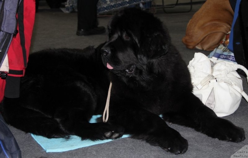 Фото: ньюфаундленд Allegro Con Brio Dinastiya Soverchenstva (Аллегро Кон Брио Династия Совершенства)