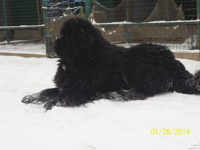 Фото: ньюфаундленд Super Premium Mikado (Супер Премиум Микадо)