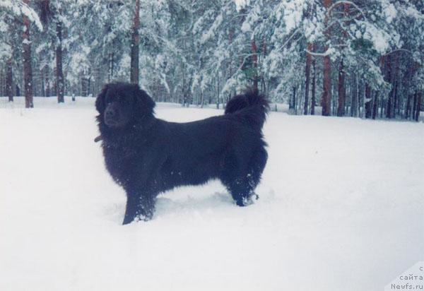 Фото: ньюфаундленд Olsi N'yu Lend (Олси Нью Ленд)