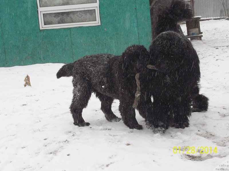 Фото: ньюфаундленд Super Premium Mikado (Супер Премиум Микадо), ньюфаундленд Super Premium Nao Del Trato (Супер Премиум Нао Дел Трато)