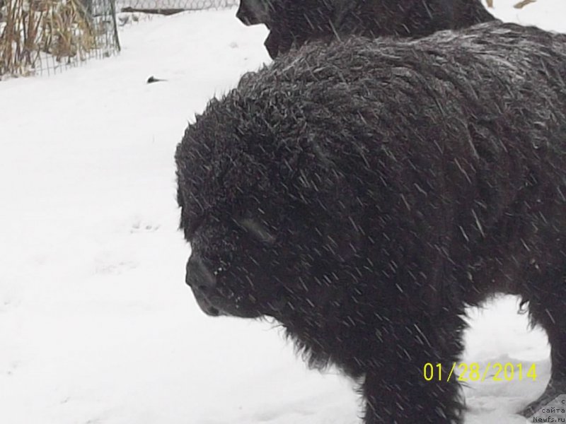 Фото: ньюфаундленд Viski Red Label Veps (Виски Ред Лейбл Вепс)