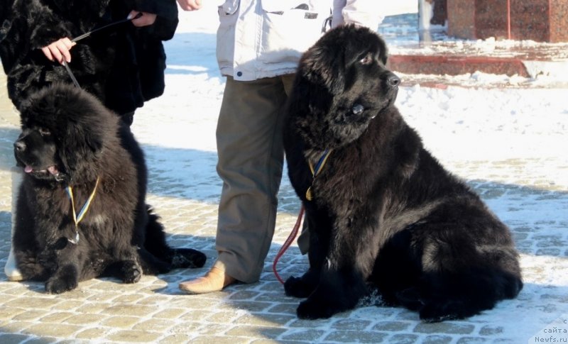 Фото: ньюфаундленд Venturous Scheme Dinastiya Soverchenstva, ньюфаундленд Allegro Con Brio Dinastiya Soverchenstva (Аллегро Кон Брио Династия Совершенства), Vika Juravlyova (Вика Журавлёва)