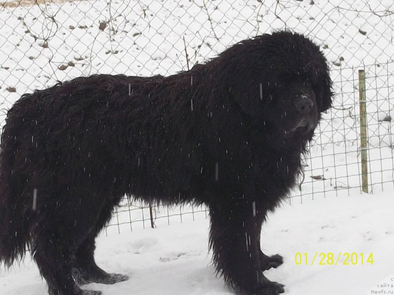 Фото: ньюфаундленд Viski Red Label Veps (Виски Ред Лейбл Вепс)