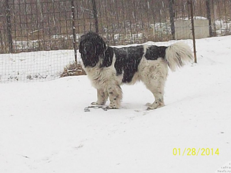 Фото: ньюфаундленд Super Premium Litoniel Vallaninor (Супер Премиум Литониэль Валланинор)