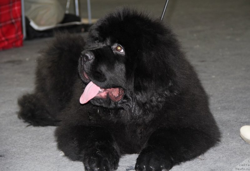 Фотография № 145186