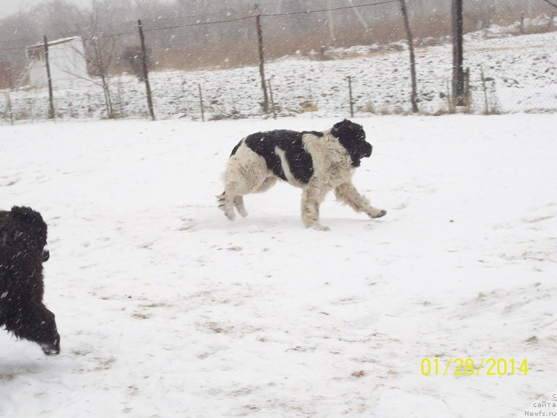 Фото: ньюфаундленд Super Premium Litoniel Vallaninor (Супер Премиум Литониэль Валланинор)