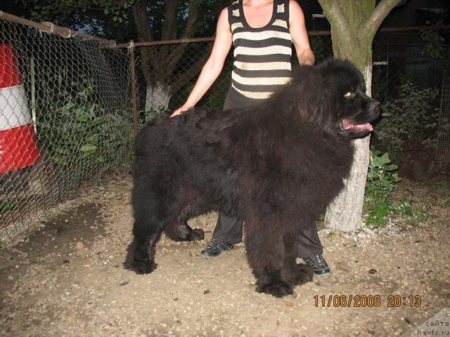 Фото: ньюфаундленд Jguchiy Bryunet s Berega Dona (Жгучий Брюнет с Берега Дона)