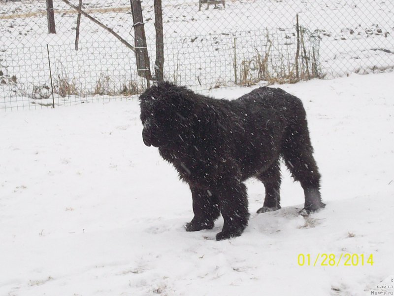 Фото: ньюфаундленд Super Premium Nemessis (Супер Премиум Немессис)