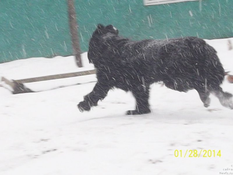 Фото: ньюфаундленд Super Premium Liniel Daylirring (Супер Премиум Линиэль Дайлиррин)