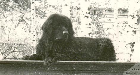 Фото: ньюфаундленд Gera (Гера)