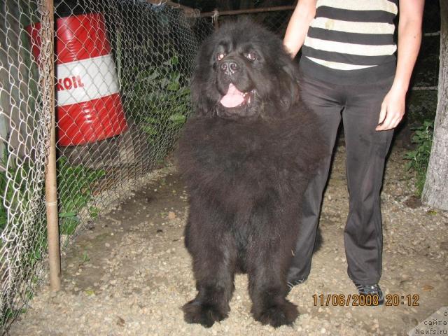 Фото: ньюфаундленд Jguchiy Bryunet s Berega Dona (Жгучий Брюнет с Берега Дона)